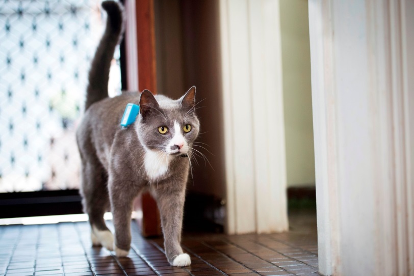 Photo of a cat with a GPS attached to it's collar